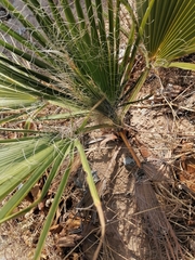 Washingtonia robusta