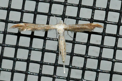 Lioptilodes albistriolatus