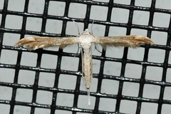 Lioptilodes albistriolatus