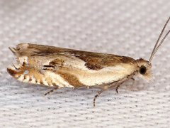 Ancylis maritima