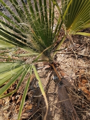 Washingtonia robusta