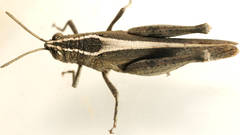 Apotropis vittata