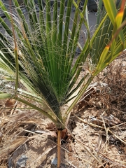 Washingtonia robusta