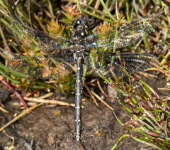 Synthemiopsis gomphomacromioides