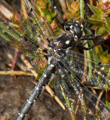 Synthemiopsis gomphomacromioides