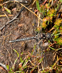 Synthemiopsis gomphomacromioides