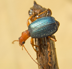 Brachinus ejaculans
