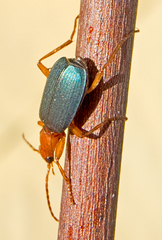 Brachinus ejaculans