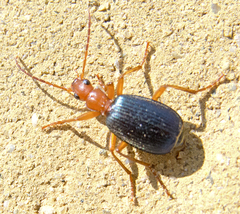 Brachinus ejaculans