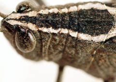 Apotropis vittata