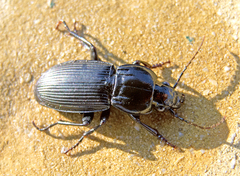 Pterostichus melas