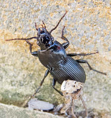 Pterostichus melas