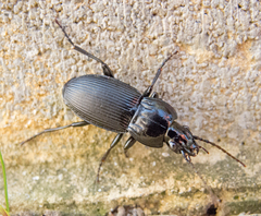 Pterostichus melas