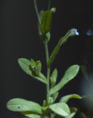 Myosotis arvensis
