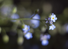 Myosotis arvensis