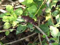 Pellicia arina