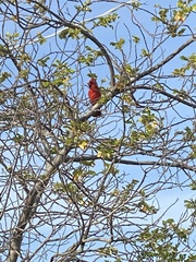 Cardinalis cardinalis image