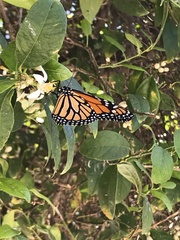 Danaus plexippus
