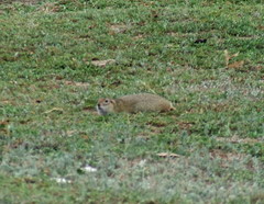 Spermophilus pygmaeus