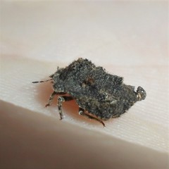Cyrtocoris