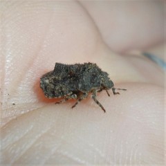 Cyrtocoris
