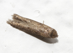 Blastobasis maroccanella