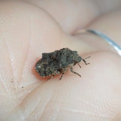 Cyrtocoris