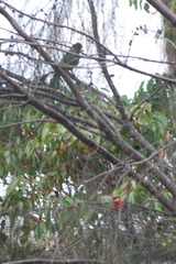 Platycercus icterotis