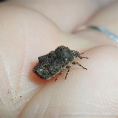 Cyrtocoris