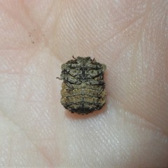 Cyrtocoris