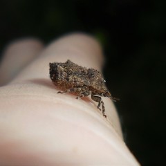 Cyrtocoris
