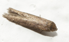 Blastobasis maroccanella