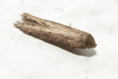 Blastobasis maroccanella