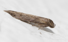 Blastobasis maroccanella