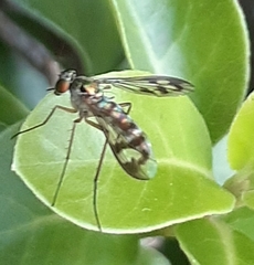 Heteropsilopus ingenuus