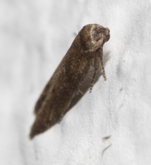 Blastobasis maroccanella