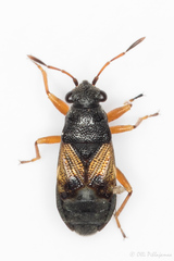 Acompus rufipes