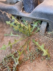 Taraxacum erythrospermum
