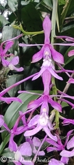 Epidendrum arnoldii