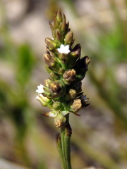 Thesium spicatum