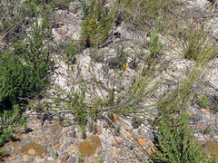 Thesium spicatum