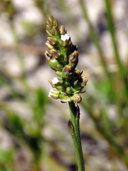 Thesium spicatum