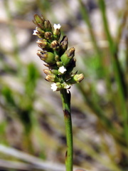 Thesium spicatum
