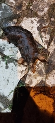 Talpa occidentalis