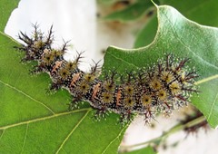 Hemileuca maia