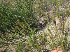 Thesium spicatum