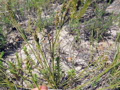 Thesium spicatum