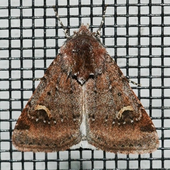 Eucoptocnemis fimbriaris