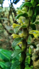 Fernandezia