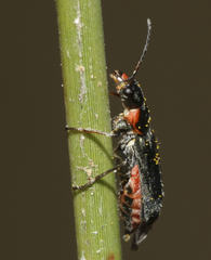 Clanoptilus abdominalis